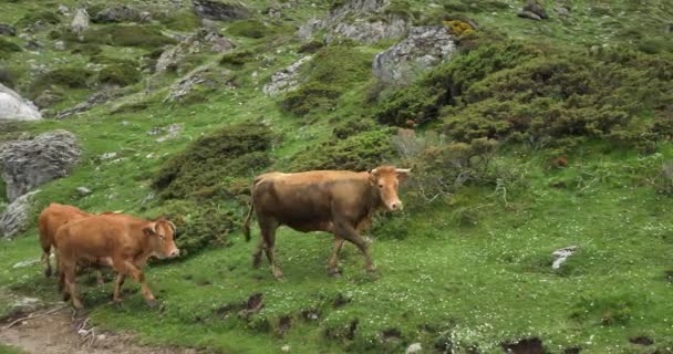 フランス オーネスピレネス エスタキューブサークルで牛の牧草 — ストック動画
