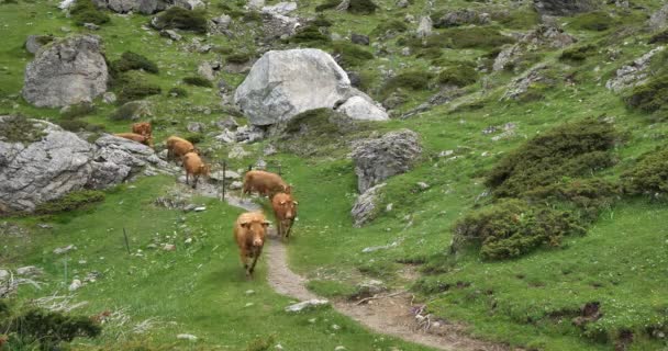 Vacas Pastoris Circo Estaube Hautes Pyrenees França — Vídeo de Stock