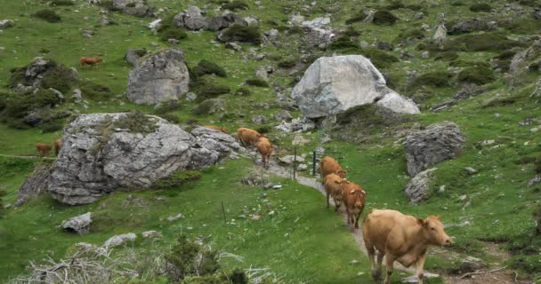 Αγελάδες Παστουρμά Στο Estaube Cirque Hautes Pyrenees Γαλλία — Αρχείο Βίντεο