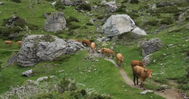Vacas Pastoreo Circo Del Estaube Altos Pirineos Francia — Vídeos de Stock