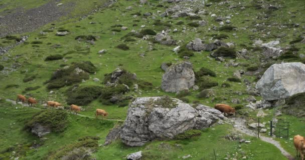 Vaches Pâturage Dans Cirque Estaube Hautes Pyrénées France — Video