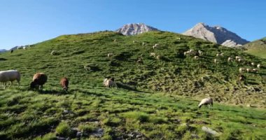Otlak koyunlar, Tentes geçidi, Hautes Pyrenees, Occitania, Fransa