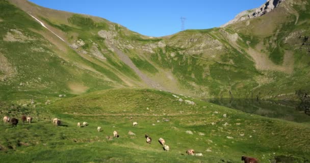 Die Especieres Oder Luhos See Der Tentes Pass Hautes Pyrenees — Stockvideo