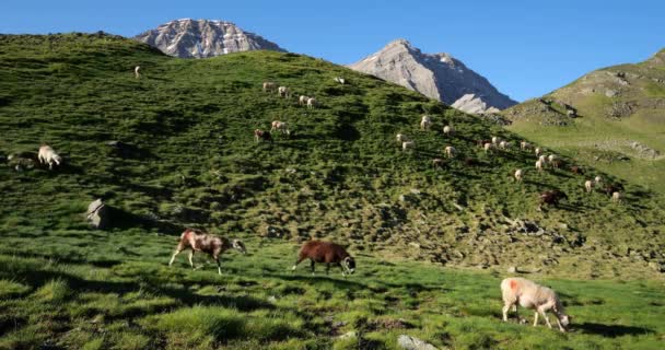 Pasto Ovejas Paso Tentes Altos Pirineos Occitania Francia — Vídeos de Stock