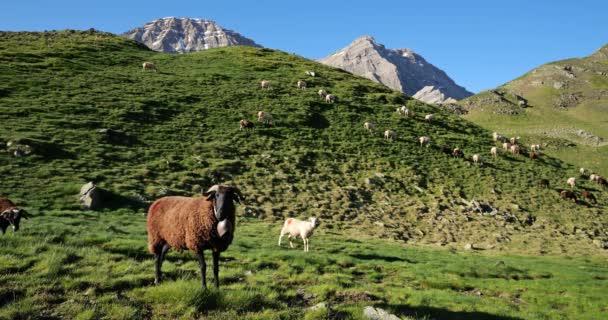 Pastagem Ovelhas Passe Tentes Hautes Pirinéus Occitania França — Vídeo de Stock