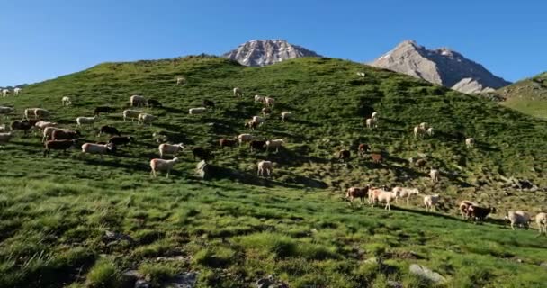 Betesmark Får Tentes Pass Hautes Pyrenéerna Occitanien Frankrike — Stockvideo