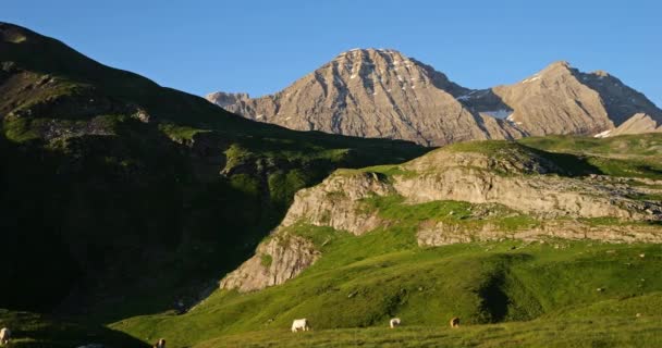 Vacas Pastoris Passe Tentes Pirinéus Hautes Occitania França — Vídeo de Stock