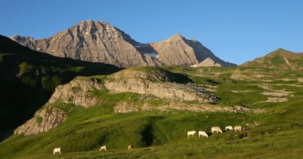 Pasoucí Krávy Tentes Pass Hautes Pyrenees Occitania Francie — Stock video