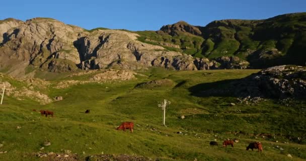 Vacas Pasto Paso Tentes Altos Pirineos Occitania Francia — Vídeo de stock