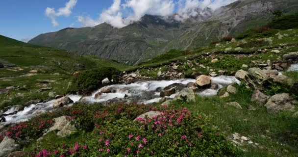 Rhododendron Ferrugineum Troumouse Cirque Hautes Pyrenees Okzitanien Frankreich — Stockvideo