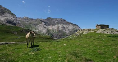 Troumouse sirkinde otlayan sığırlar, Hautes Pyrenees, Fransa