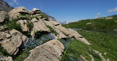 Myosotis alpestris, Troumouse sirki, Hautes Pyrenees, Occitania, Fransa