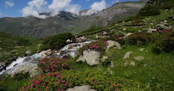 Rhododendron Ferrugineum Troumouse Cirque Hautes Pyrenees Occitania França — Vídeo de Stock