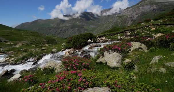 Rhododendron Ferrugineum Troumouse Cirque Hautes Pireneusok Occitania Franciaország — Stock videók