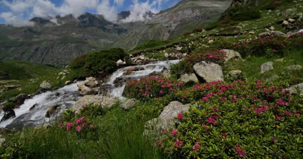 Rhododendron Ferrugineum Troumouse Cirque Hautes Pyrenees Occitania France — Stock Video