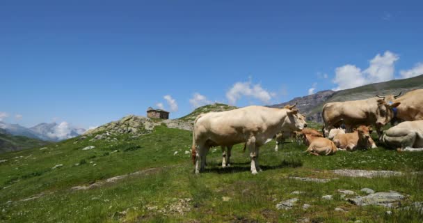 Grazing Cattle Troumouse Cirque Hautes Pyrenees França — Vídeo de Stock