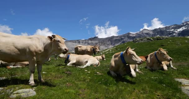 Grazing Cattle Troumouse Cirque Hautes Pyrenees França — Vídeo de Stock