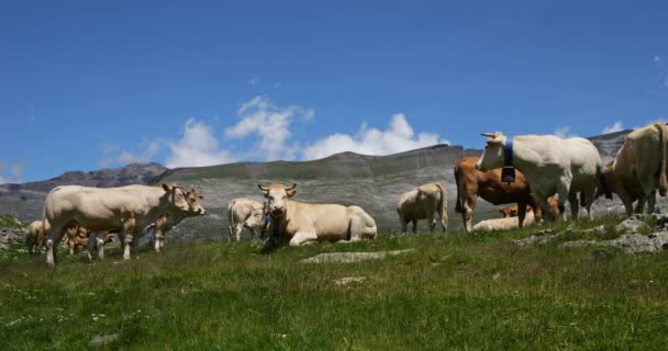 Grazing Cattle Troumouse Cirque Hautes Pyrenees Francia — Vídeos de Stock