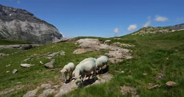 Pastos Ovejas Circo Troumouse Altos Pirineos Occitania Francia — Vídeos de Stock