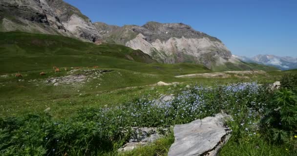 Alpine Forget Flowers Cirque Troumouse Hautes Pyrénées Occitanie France — Video