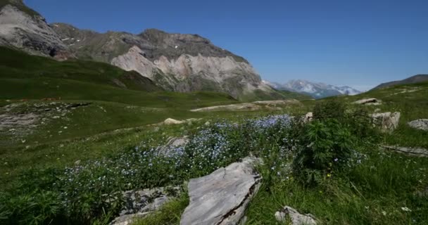 Alpina Glömma Mig Inte Blommor Troumouse Cirque Hautes Pyrenéerna Occitanien — Stockvideo