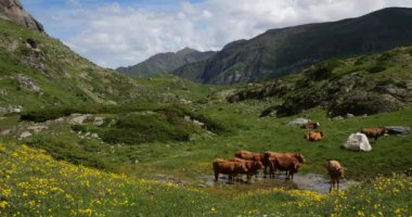 Estaube sirkinde otlayan sığırlar, Hautes Pyrenees, Fransa