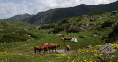 Estaube sirkinde otlayan sığırlar, Hautes Pyrenees, Fransa