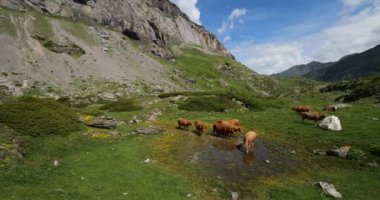 Estaube sirkinde otlayan sığırlar, Hautes Pyrenees, Fransa
