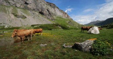 Estaube sirkinde otlayan sığırlar, Hautes Pyrenees, Fransa