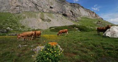 Estaube sirkinde otlayan sığırlar, Hautes Pyrenees, Fransa