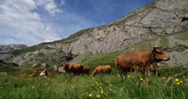 Estaube sirkinde otlayan sığırlar, Hautes Pyrenees, Fransa