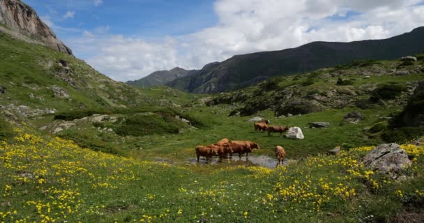 Grazing Cattle Estaube Cirque Hautes Pyrenees França — Vídeo de Stock