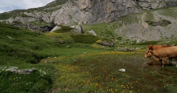Βοοειδή Βόσκησης Στο Estaube Cirque Hautes Pyrenees Γαλλία — Αρχείο Βίντεο