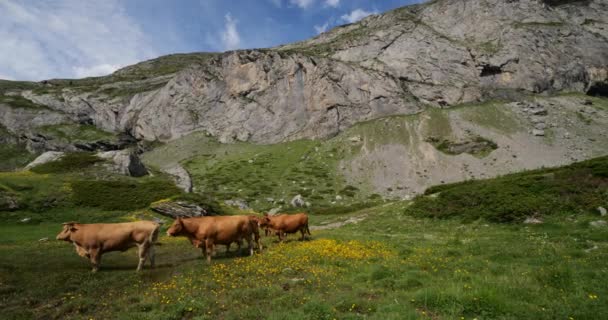 法国上比利牛斯区Estaube马戏团的放牧牛 — 图库视频影像