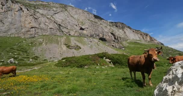 Wypas Bydła Cyrku Estaube Hautes Pireneje Francja — Wideo stockowe