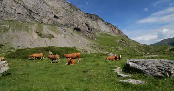 Pasoucí Dobytek Cirkuse Estaube Hautes Pyrenees Francie — Stock video