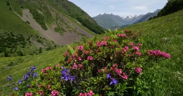 Rhododendron Ferrugineum Aquilegia Alpina Saussa Hautes Pyrenees Frankrijk — Stockvideo