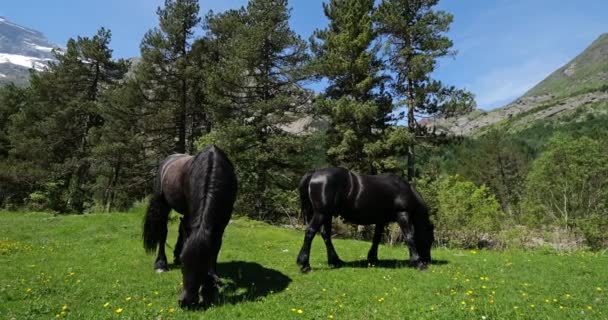 Cavalli Frisoni Pascolo Nel Parco Nazionale Gavarnie Alti Pirenei Francia — Video Stock