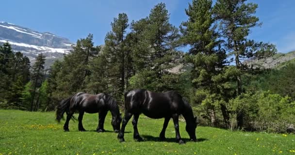 Caballos Friesios Pastando Parque Nacional Gavarnie Altos Pirineos Francia — Vídeo de stock