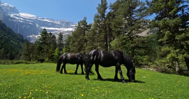 Fríští Koně Pasoucí Národním Parku Gavarnie Hautes Pyrenees Francie — Stock video
