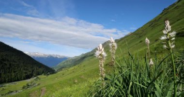 Asphodelus albus Mill Tourmalet geçidinde çiçek açıyor, Hautes Pyrenees, Fransa