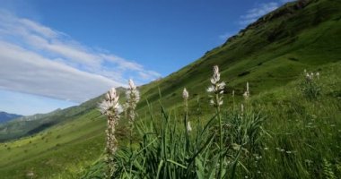 Asphodelus albus Mill Tourmalet geçidinde çiçek açıyor, Hautes Pyrenees, Fransa