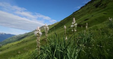 Asphodelus albus Mill Tourmalet geçidinde çiçek açıyor, Hautes Pyrenees, Fransa