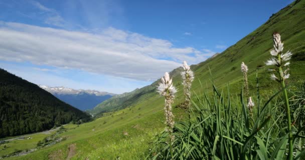 Molino Asphodelus Albus Floreciendo Turmalet Passi Altos Pirineos Francia — Vídeos de Stock