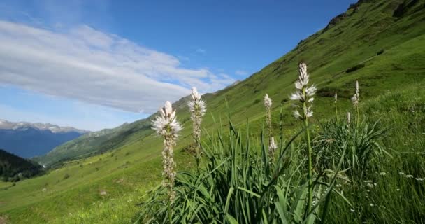 Asphodelus Albus Mill Florescendo Tourmalet Passi Hautes Pyrenees França — Vídeo de Stock