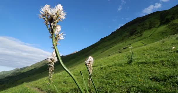 Molino Asphodelus Albus Floreciendo Turmalet Passi Altos Pirineos Francia — Vídeos de Stock