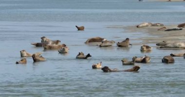 Fok balıkları, Somme Körfezi, Picardy, Fransa