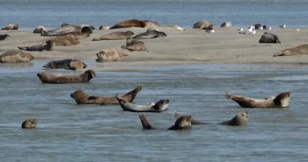 Common Seals Somme Bay Picardy France — Stock Video