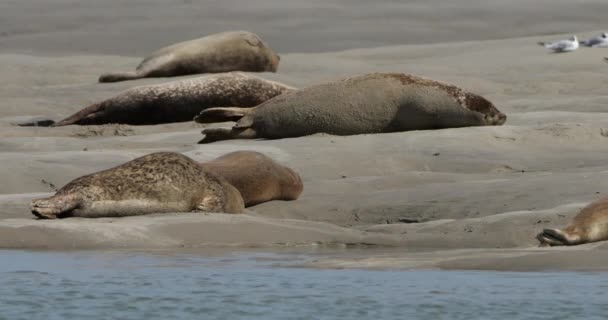 Звичайні Тюлені Затока Сомме Пікардія Франція — стокове відео