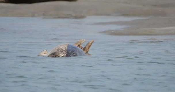 Тюлени Коммон Залив Сомм Пикардия Франция — стоковое видео